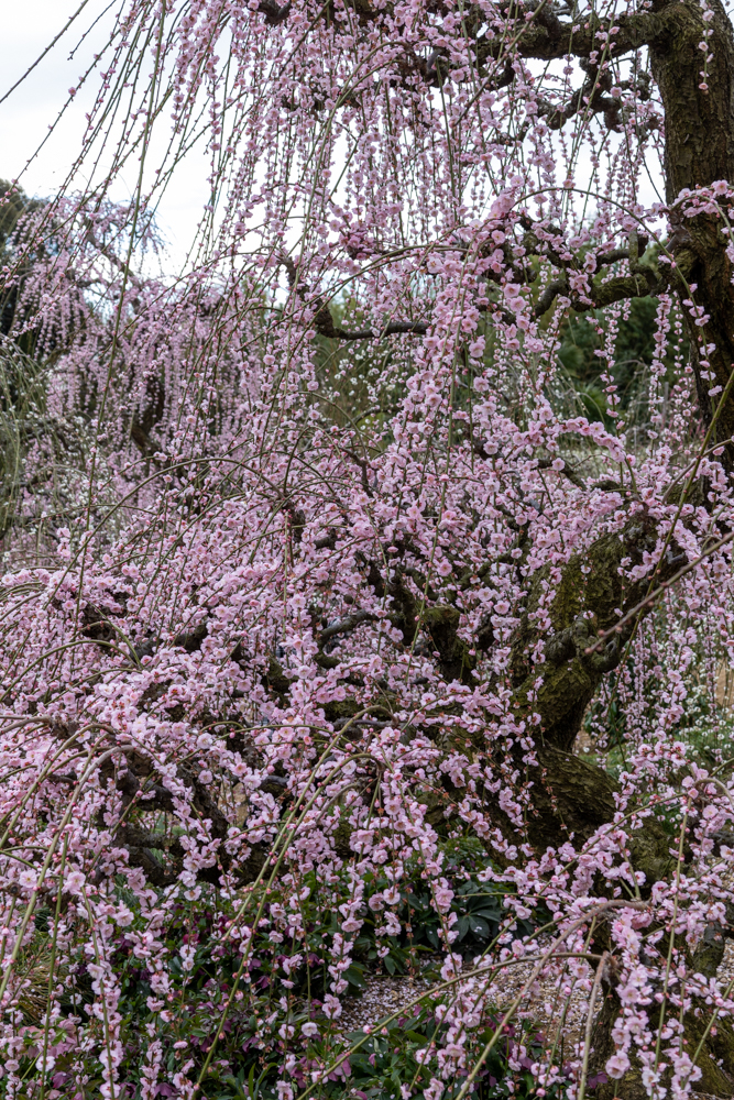 大草山 昇竜しだれ梅園、梅、3月春の花、静岡県浜松市の観光・撮影スポットの画像と写真