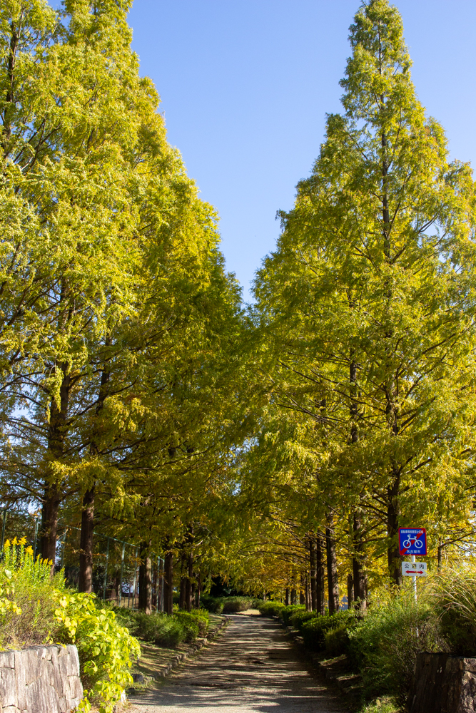 戸笠公園、メタセコイア、紅葉、10月秋、名古屋市熱田区の観光・撮影スポットの名所