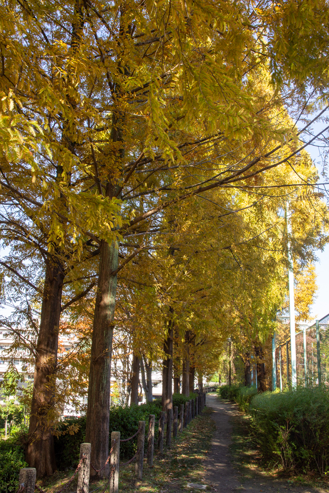 戸笠公園、メタセコイア、紅葉、10月秋、名古屋市熱田区の観光・撮影スポットの名所