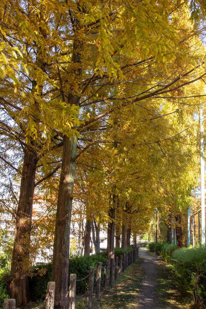 戸笠公園、メタセコイア、紅葉、10月秋、名古屋市熱田区の観光・撮影スポットの名所