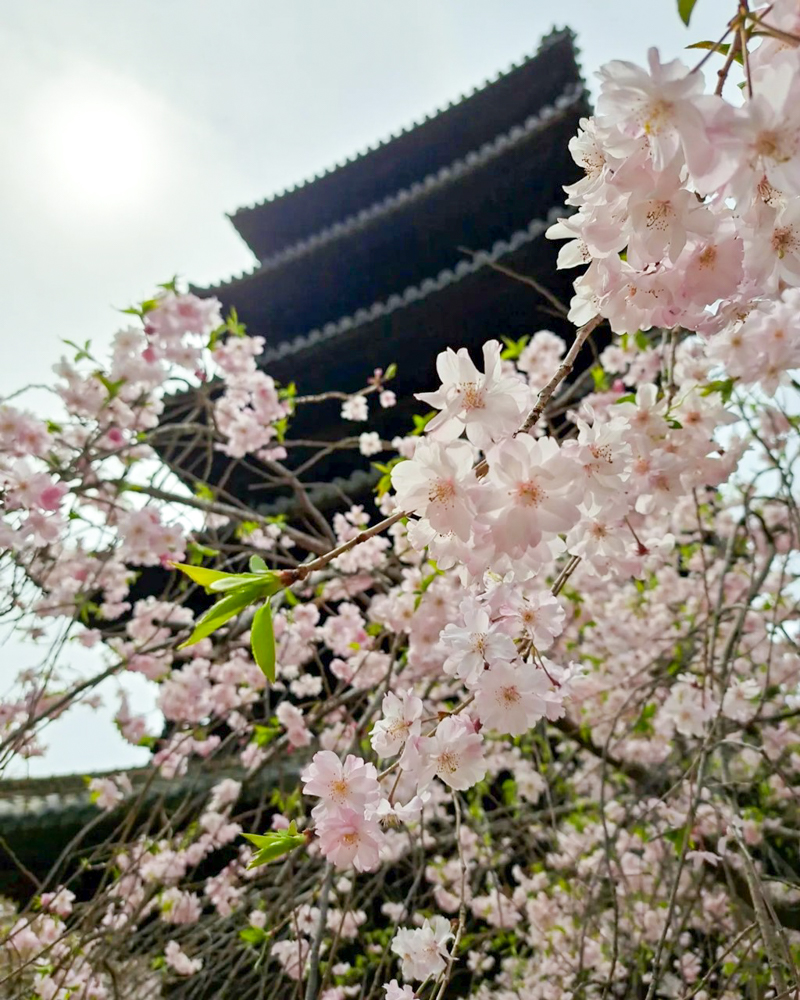 八事山興正寺、桜、3月春の花、名古屋市昭和区八事の観光・撮影スポットの画像や写真