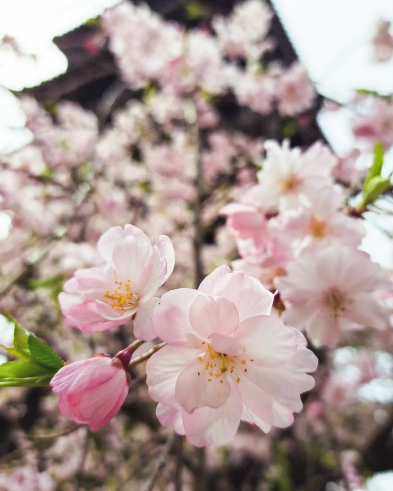 八事山興正寺、桜、3月春の花、名古屋市昭和区八事の観光・撮影スポットの画像や写真