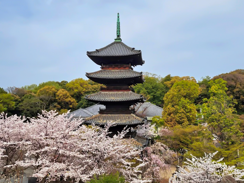 八事山興正寺、桜、3月春の花、名古屋市昭和区八事の観光・撮影スポットの画像や写真