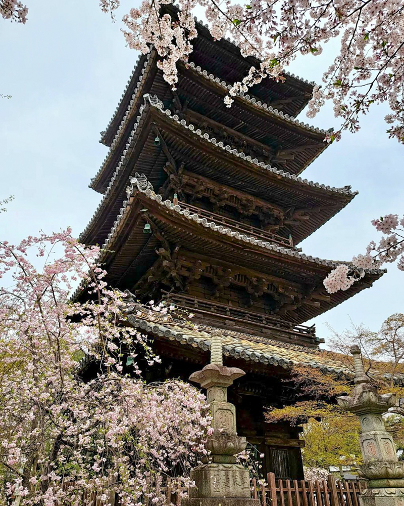 八事山興正寺、桜、3月春の花、名古屋市昭和区八事の観光・撮影スポットの画像や写真