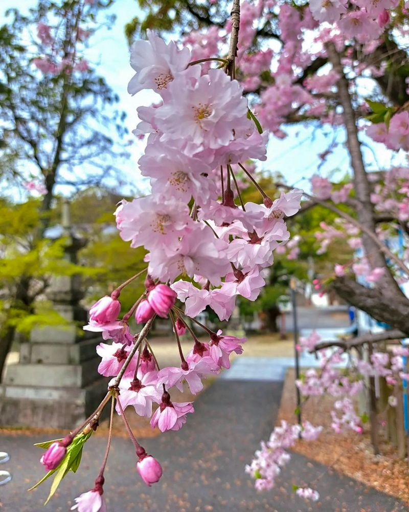 八事山興正寺、桜、3月春の花、名古屋市昭和区八事の観光・撮影スポットの画像や写真