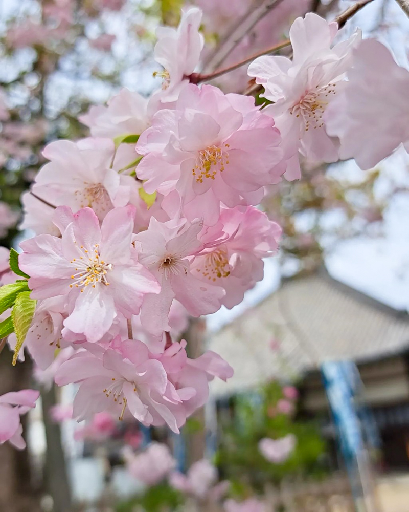 八事山興正寺、桜、3月春の花、名古屋市昭和区八事の観光・撮影スポットの画像や写真