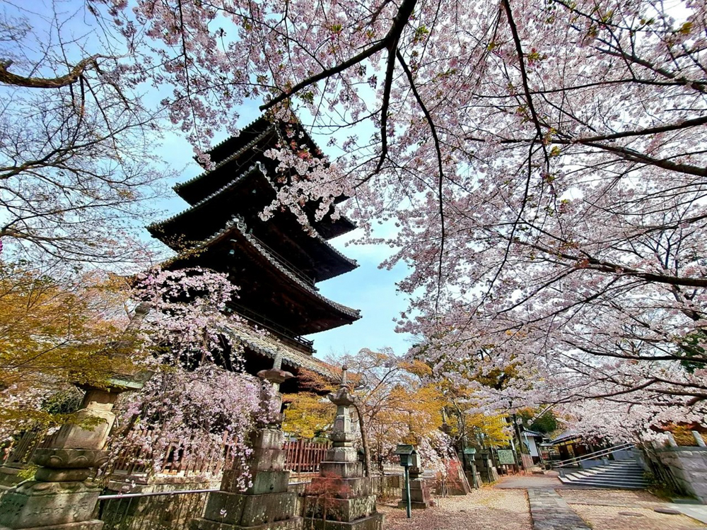 八事山興正寺、桜、3月春の花、名古屋市昭和区八事の観光・撮影スポットの画像や写真