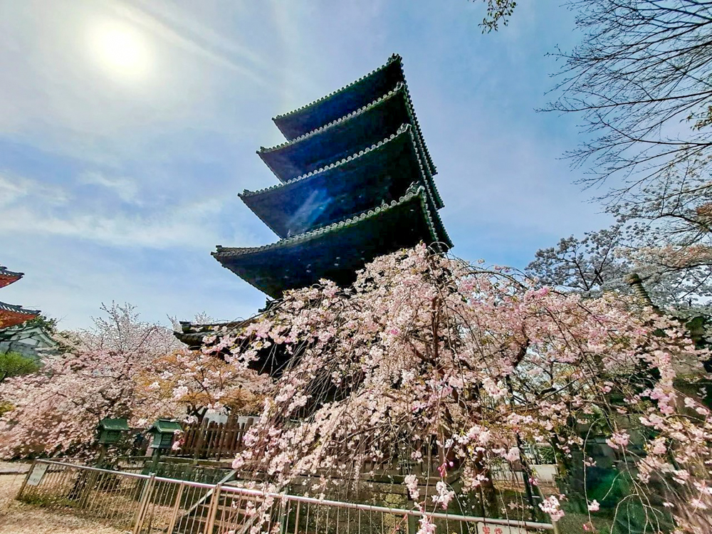 八事山興正寺、桜、3月春の花、名古屋市昭和区八事の観光・撮影スポットの画像や写真