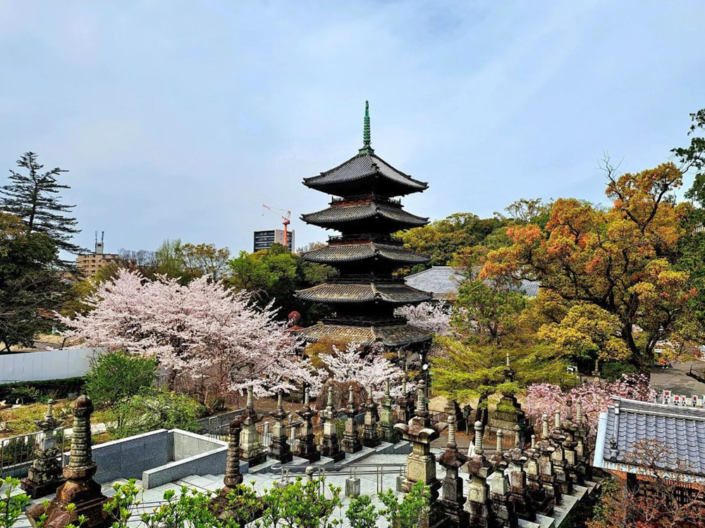 八事山興正寺、桜、3月春の花、名古屋市昭和区八事の観光・撮影スポットの画像や写真