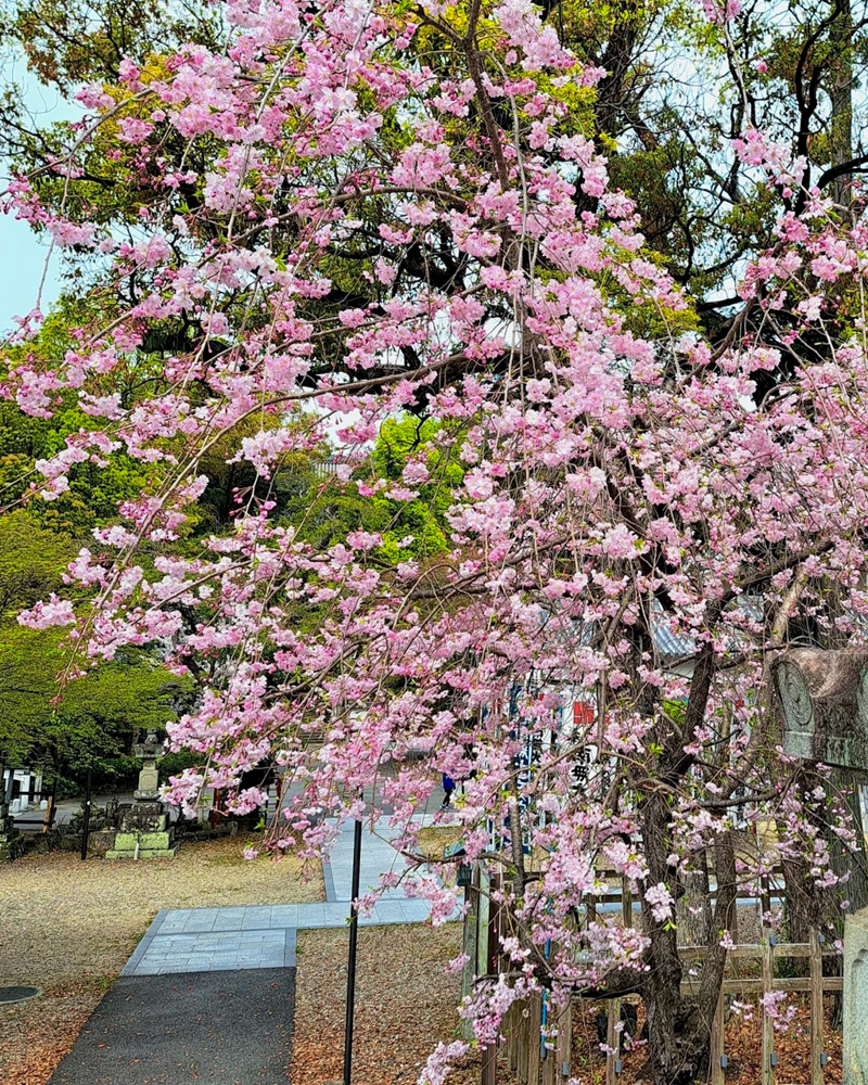 八事山興正寺、桜、3月春の花、名古屋市昭和区八事の観光・撮影スポットの画像や写真