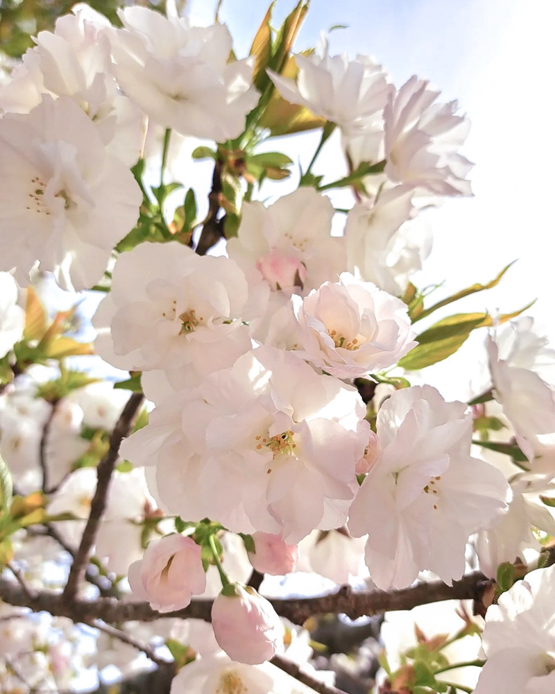 八事山興正寺、桜、3月春の花、名古屋市昭和区八事の観光・撮影スポットの画像や写真