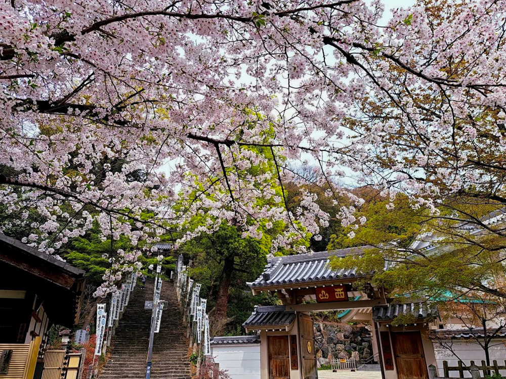 八事山興正寺、桜、3月春の花、名古屋市昭和区八事の観光・撮影スポットの画像や写真