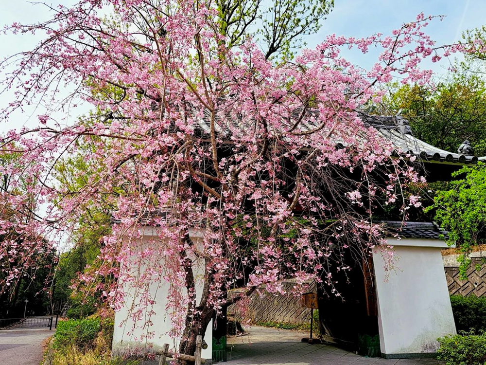 八事山興正寺、桜、3月春の花、名古屋市昭和区八事の観光・撮影スポットの画像や写真