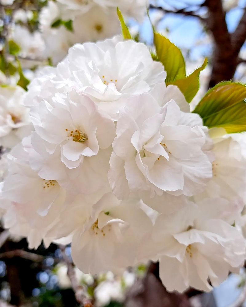 八事山興正寺、桜、3月春の花、名古屋市昭和区八事の観光・撮影スポットの画像や写真