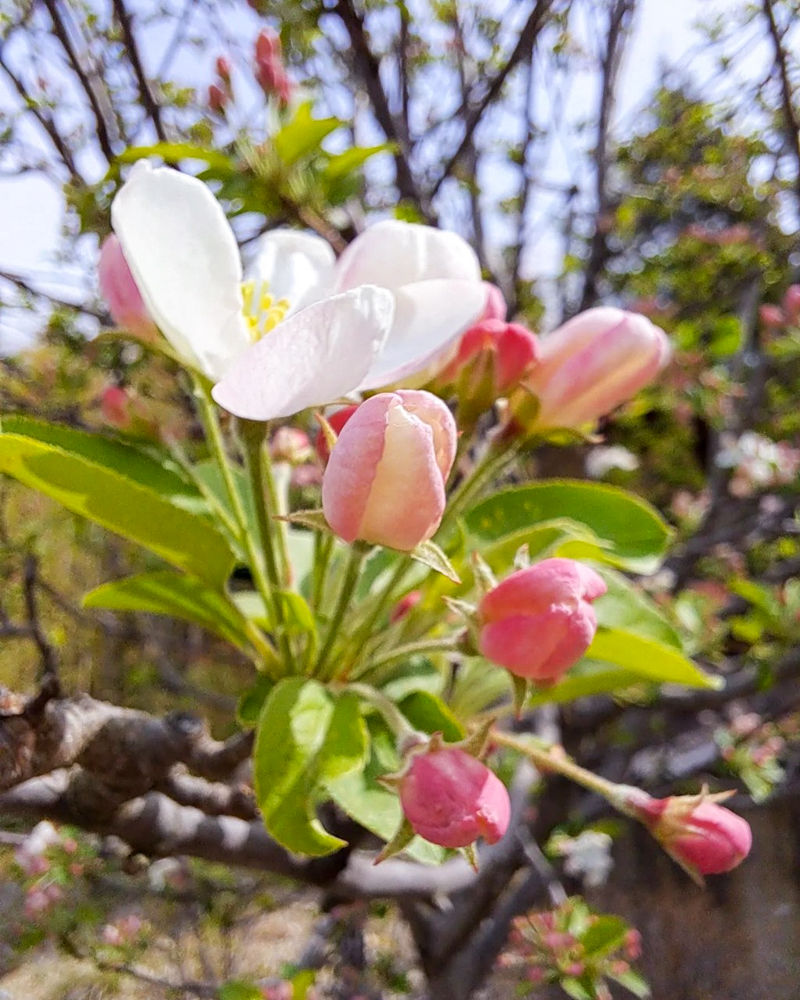 八事山興正寺、桜、3月春の花、名古屋市昭和区八事の観光・撮影スポットの画像や写真