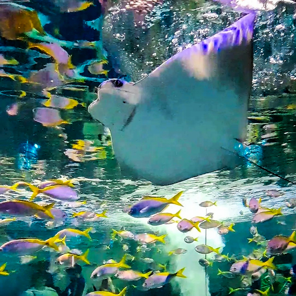 劇場型アクアリウム atoa ・水族館、2023年8月、兵庫県神戸市の観光・撮影スポットの名所