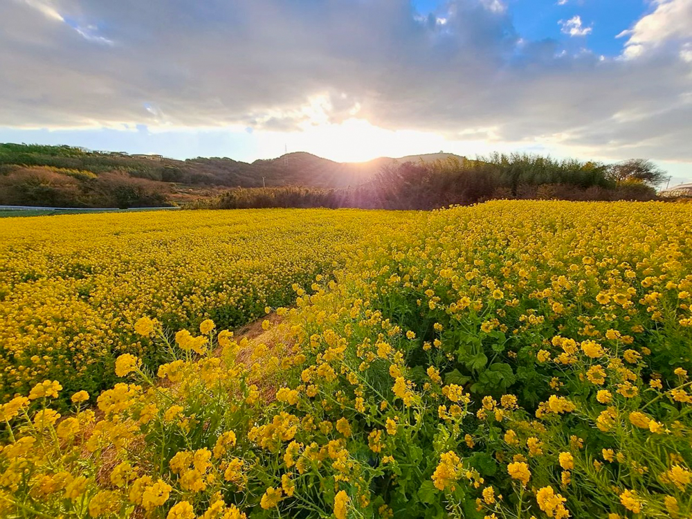 吉胡の菜の花畑 、1月の春の花、愛知県田原市の観光・撮影スポットの画像と写真