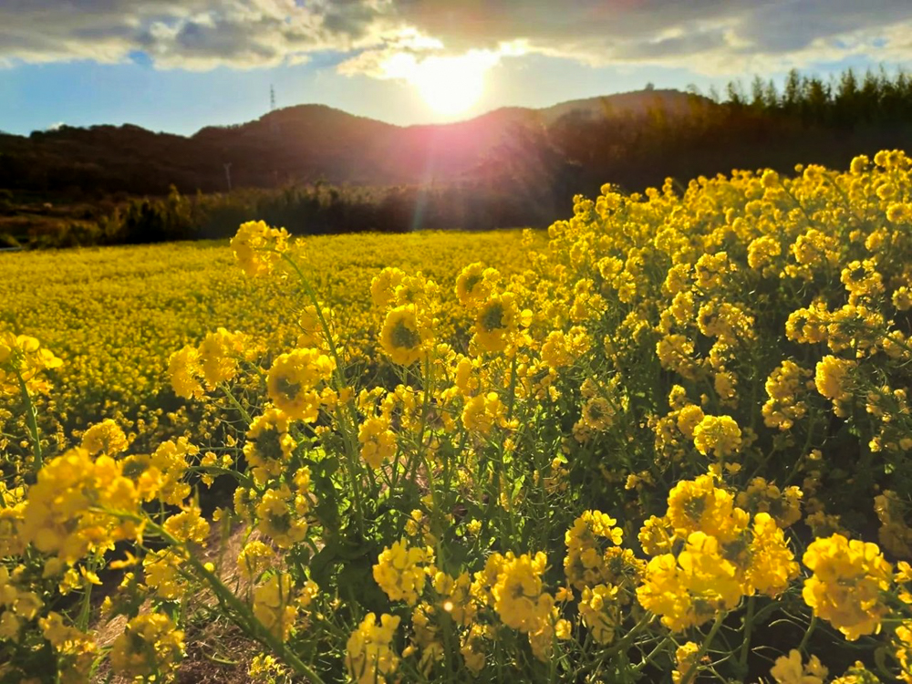 吉胡の菜の花畑 、1月の春の花、愛知県田原市の観光・撮影スポットの画像と写真