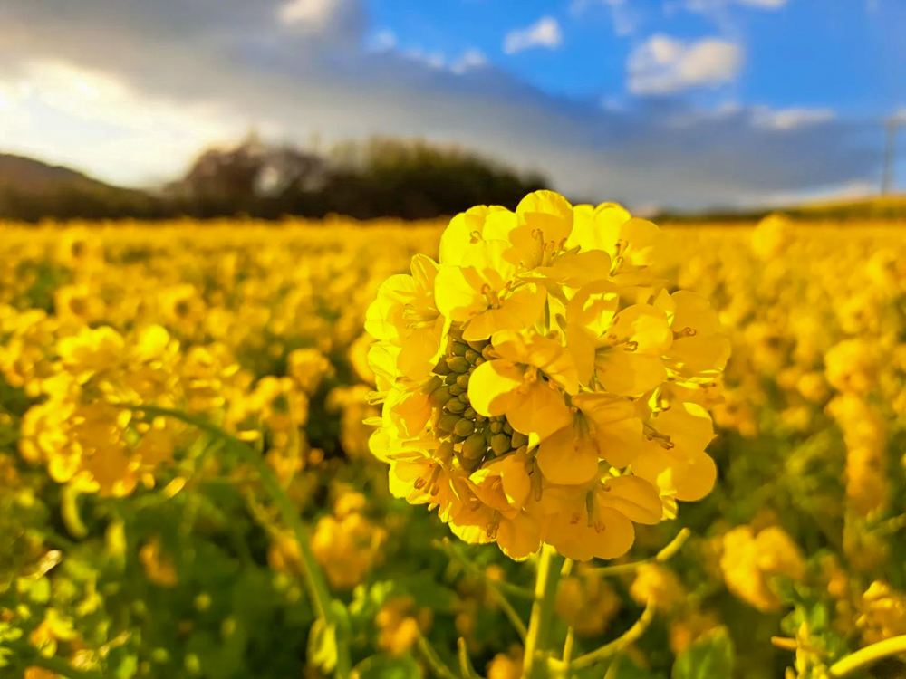 吉胡の菜の花畑 、1月の春の花、愛知県田原市の観光・撮影スポットの画像と写真