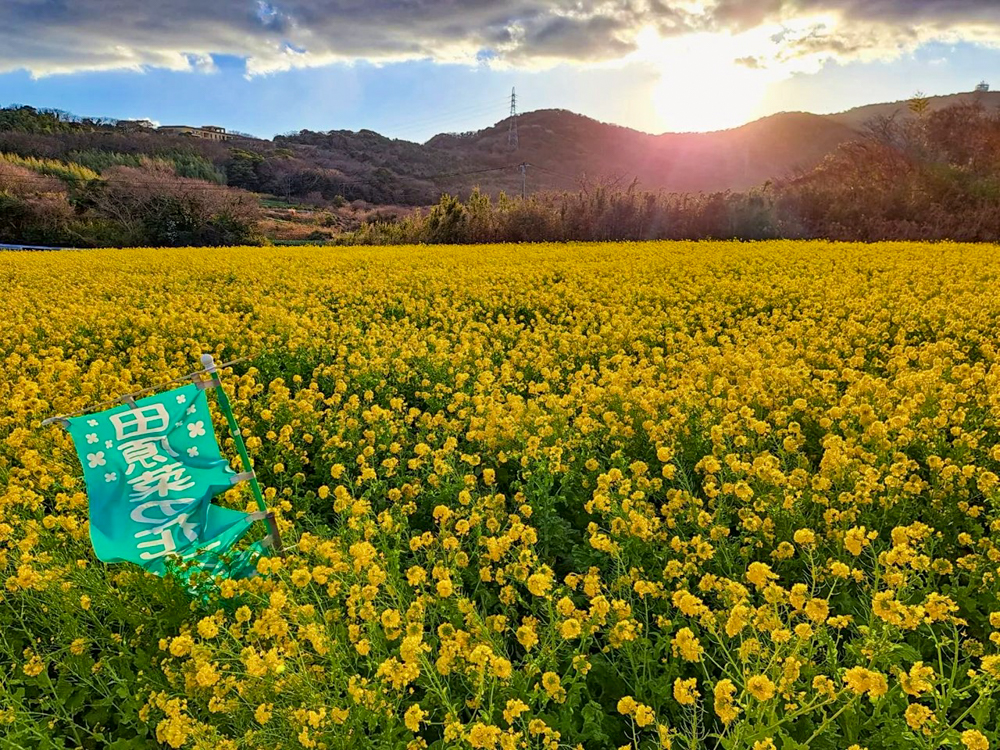 吉胡の菜の花畑 、1月の春の花、愛知県田原市の観光・撮影スポットの画像と写真