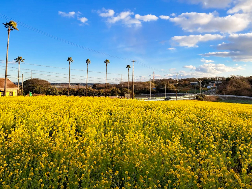 吉胡の菜の花畑 、1月の春の花、愛知県田原市の観光・撮影スポットの画像と写真