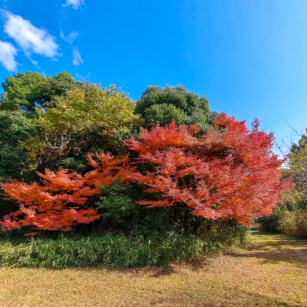 名古屋市平和公園、紅葉、11月秋、名古屋市千種区の観光・撮影スポットの名所