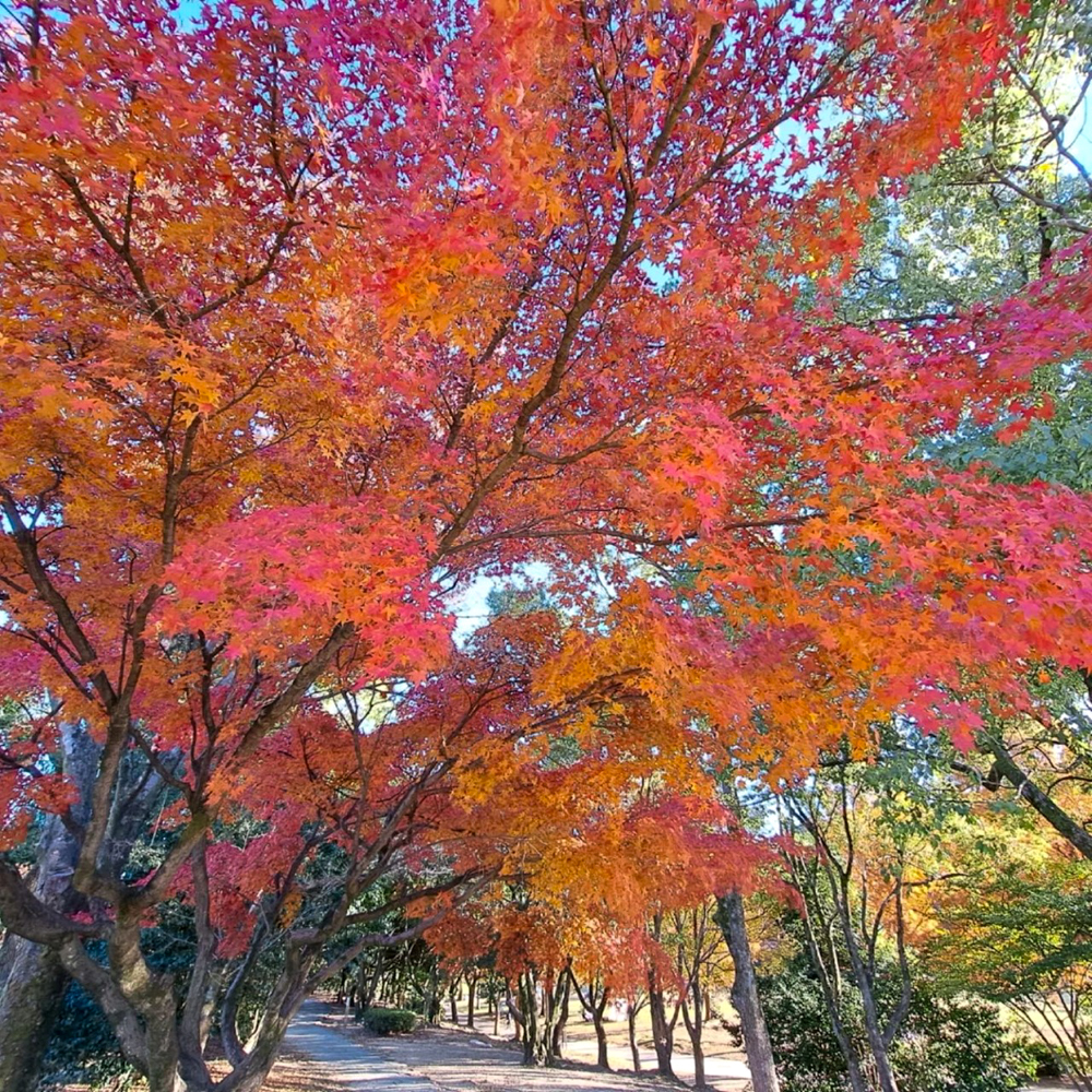 名古屋市平和公園、紅葉、11月秋、名古屋市千種区の観光・撮影スポットの名所