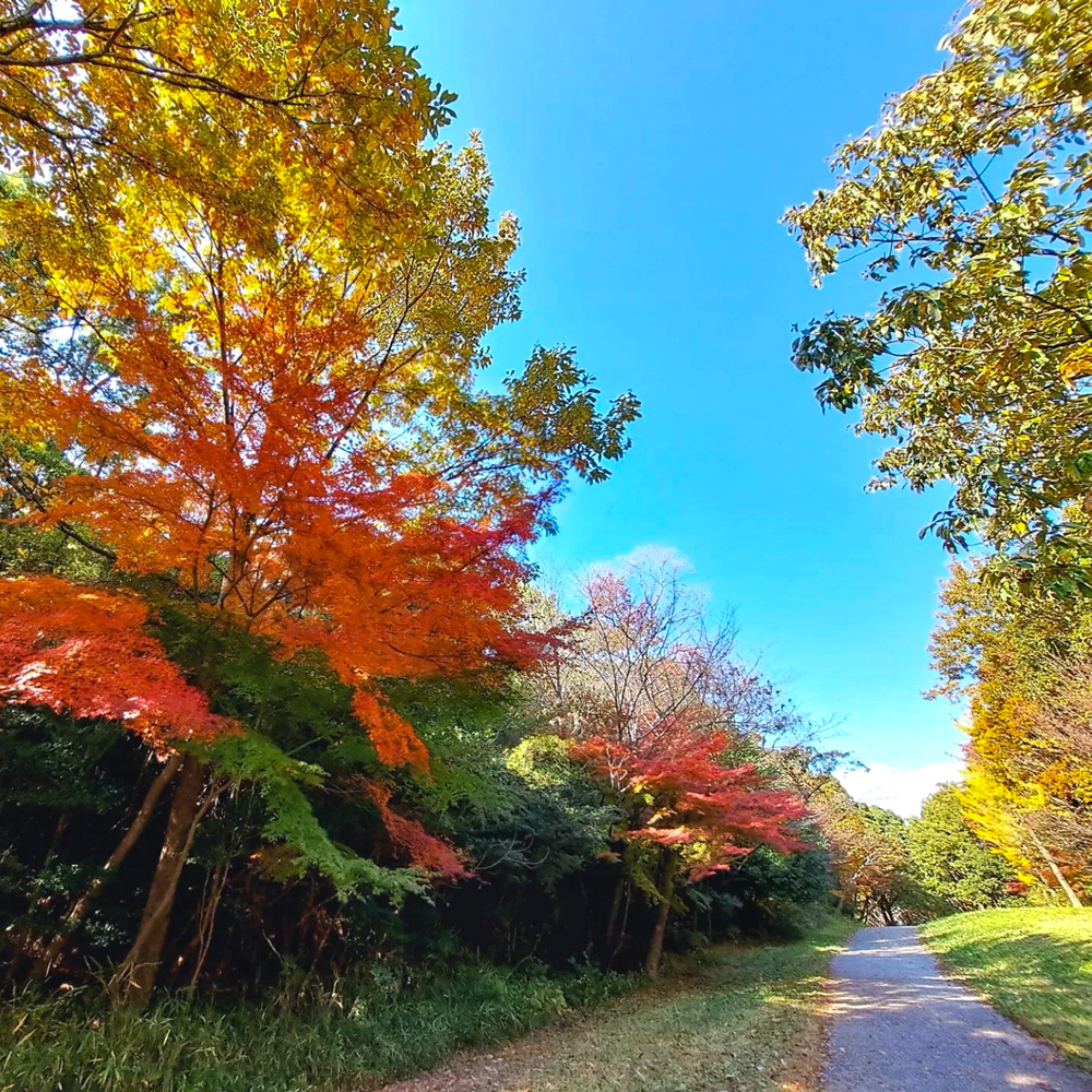 名古屋市平和公園、紅葉、11月秋、名古屋市千種区の観光・撮影スポットの名所