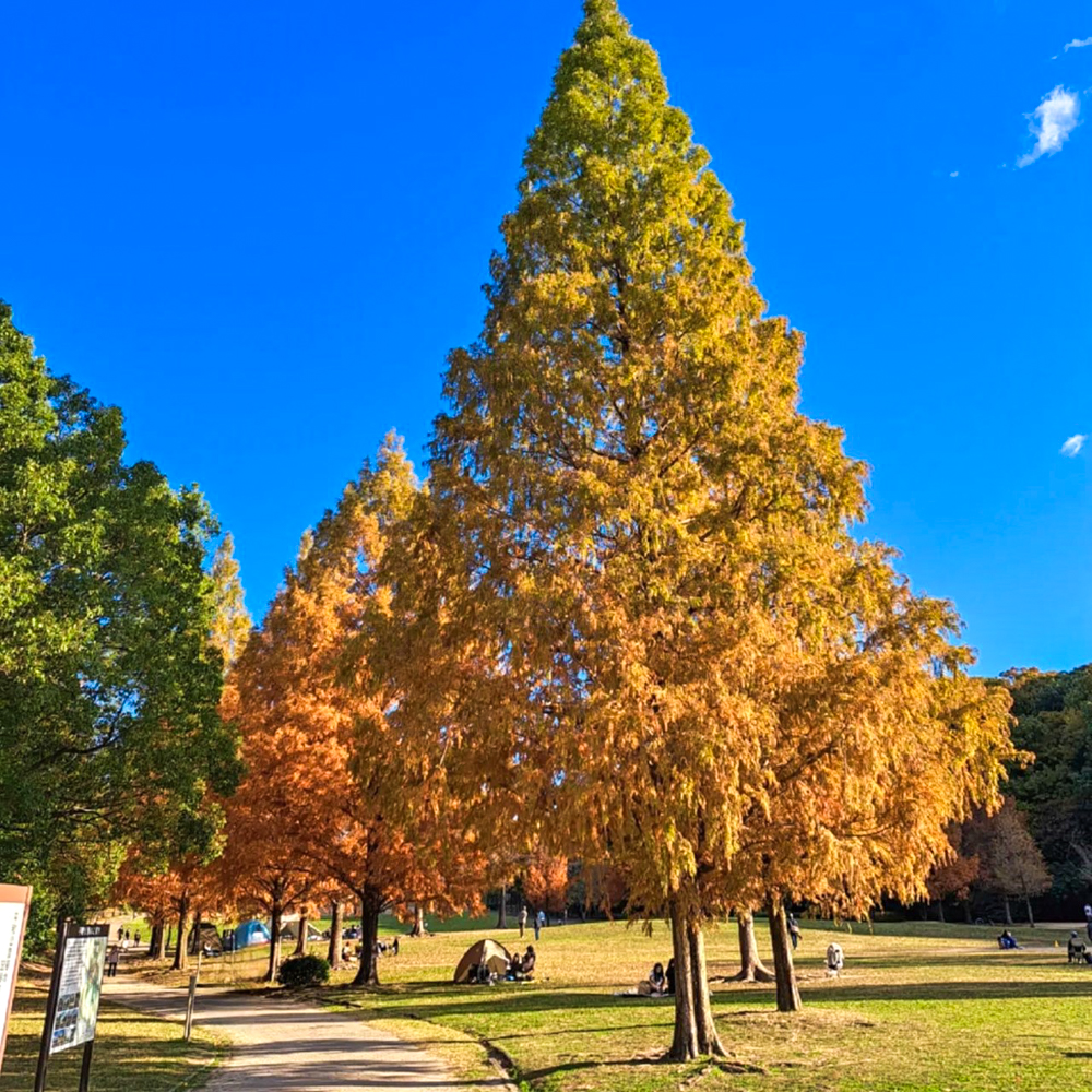 名古屋市平和公園、紅葉、11月秋、名古屋市千種区の観光・撮影スポットの名所