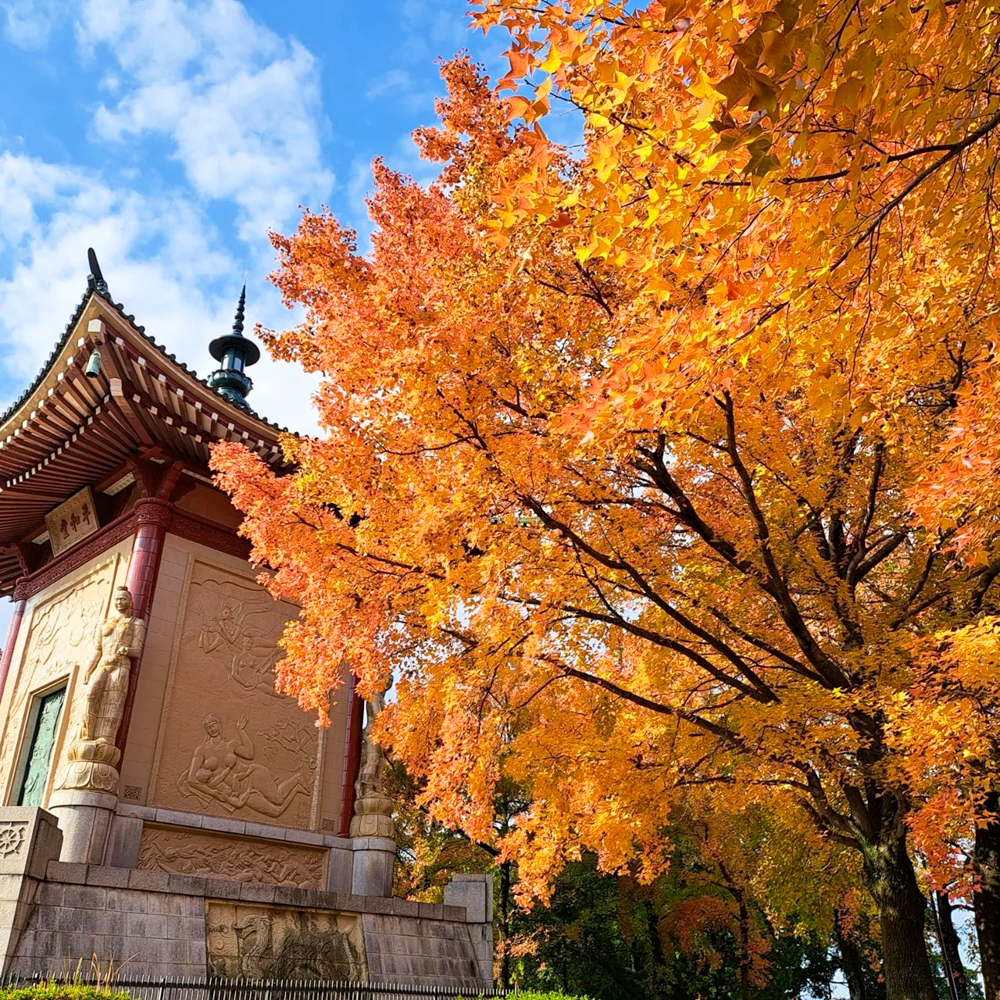 名古屋市平和公園、紅葉、11月秋、名古屋市千種区の観光・撮影スポットの名所