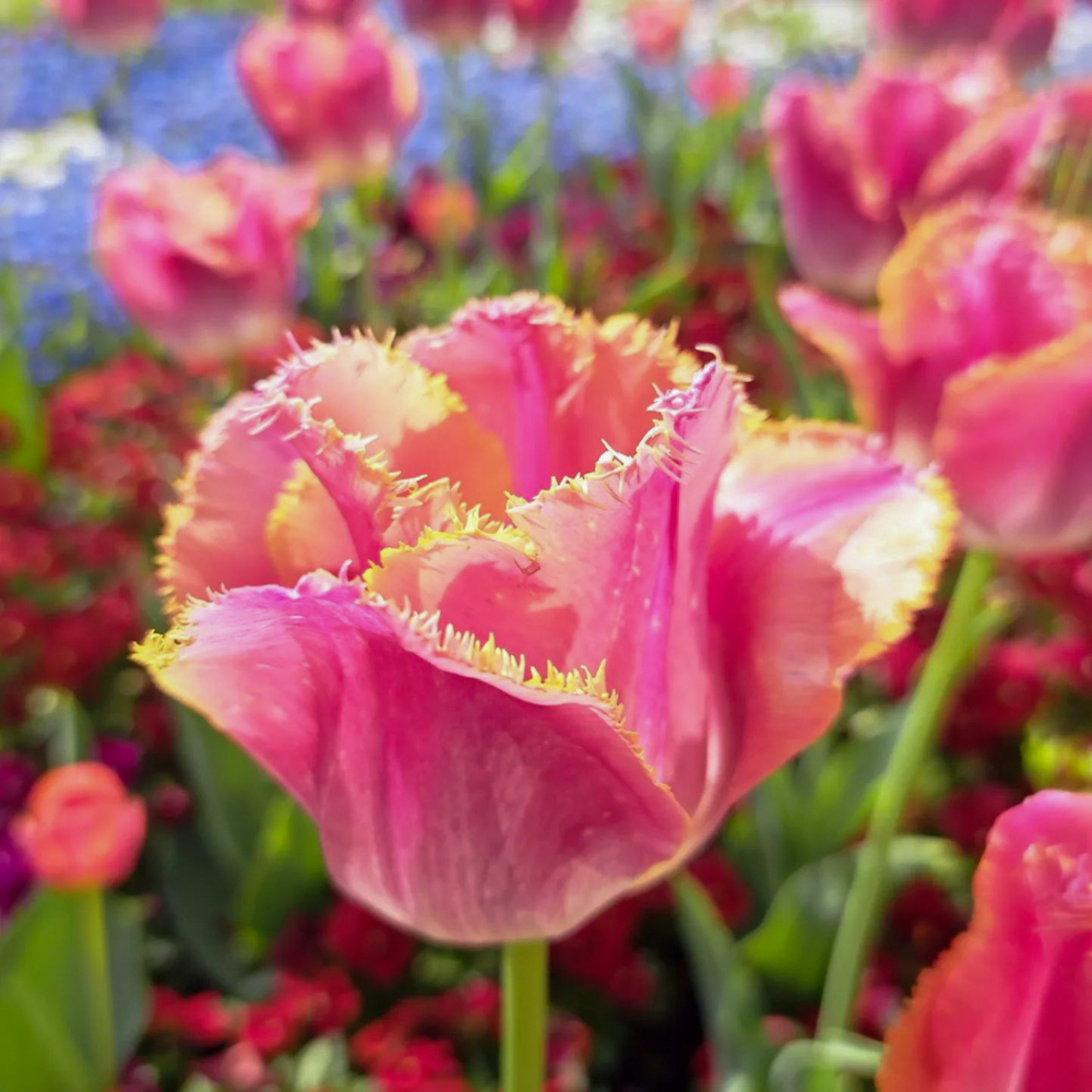 名城公園、チューリップ、4月の春の花、名古屋市北区の観光・撮影スポットの画像と写真"