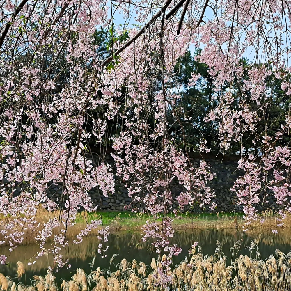 名城公園、4月の春の花、名古屋市北区の観光・撮影スポットの画像と写真"