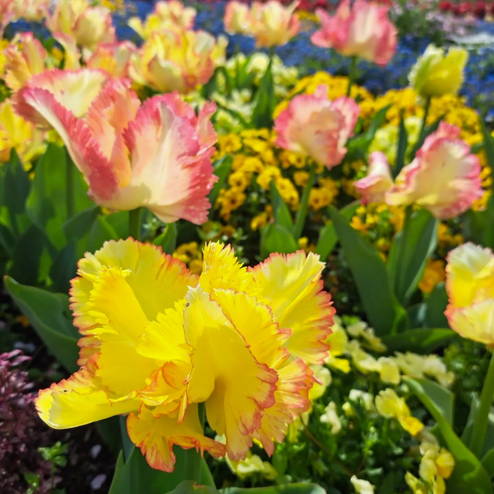 名城公園、チューリップ、4月の春の花、名古屋市北区の観光・撮影スポットの画像と写真"