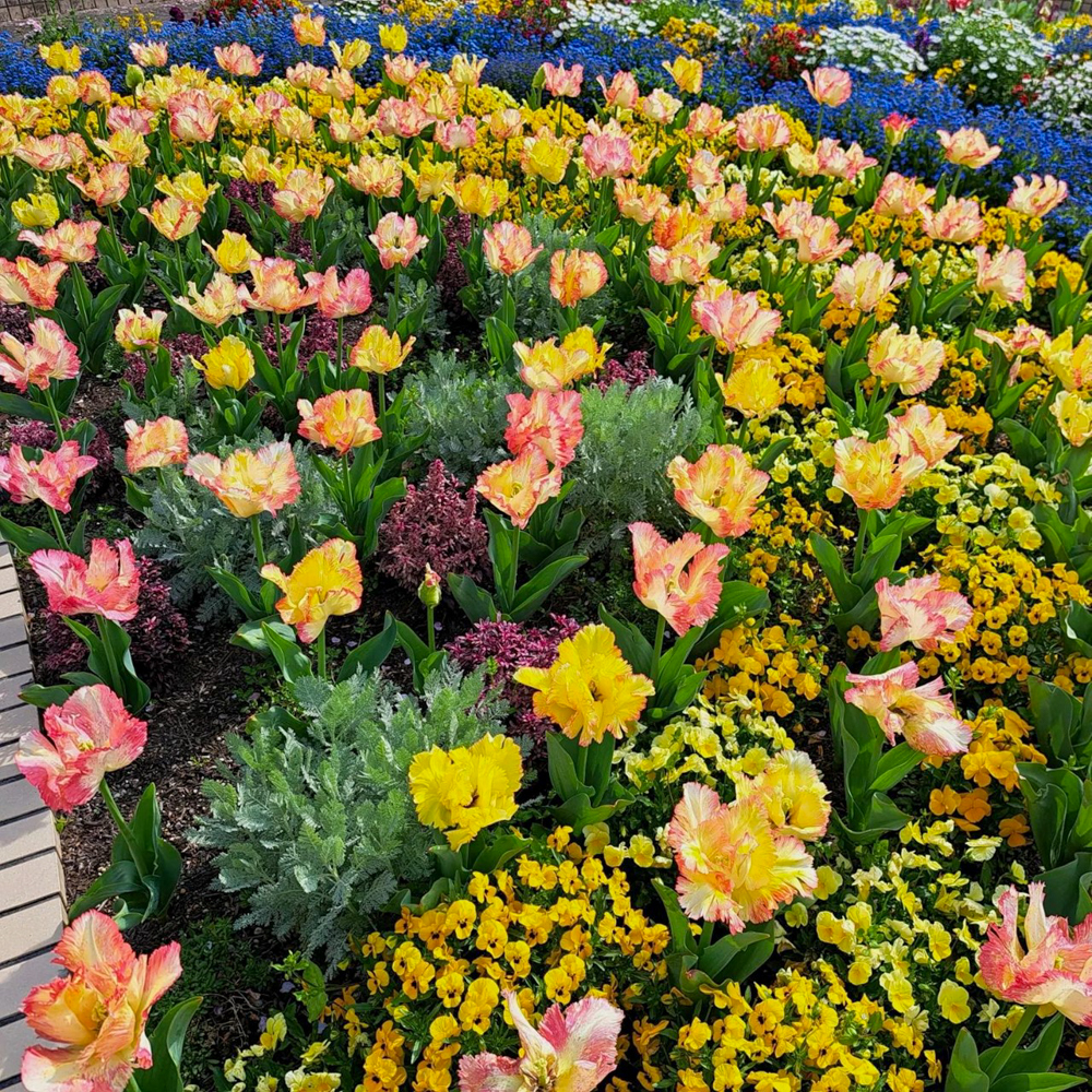 名城公園、チューリップ、4月の春の花、名古屋市北区の観光・撮影スポットの画像と写真"