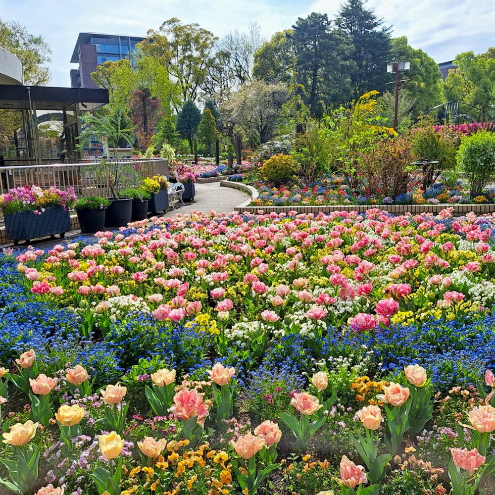 名城公園、チューリップ、4月の春の花、名古屋市北区の観光・撮影スポットの画像と写真"