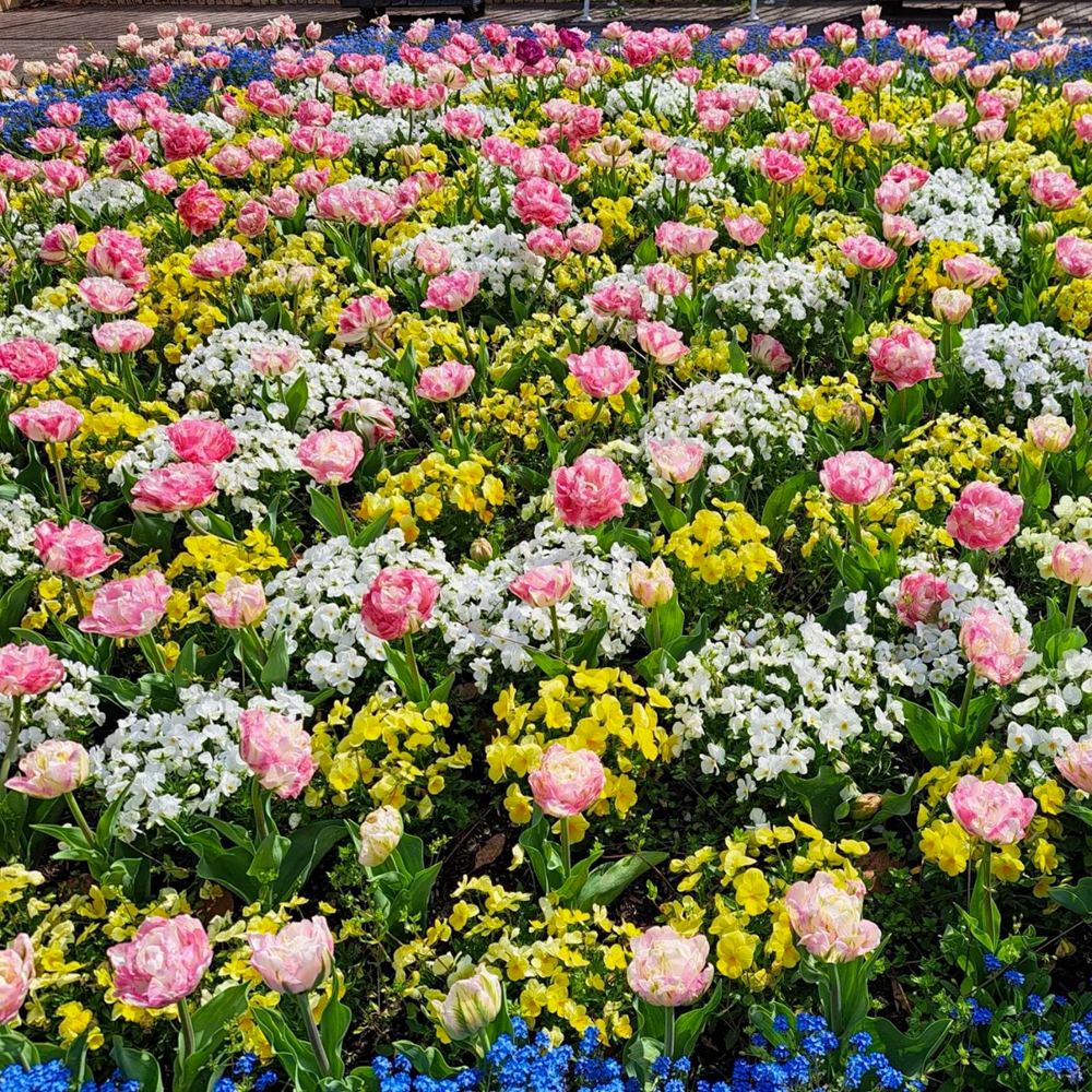 名城公園、チューリップ、4月の春の花、名古屋市北区の観光・撮影スポットの画像と写真"