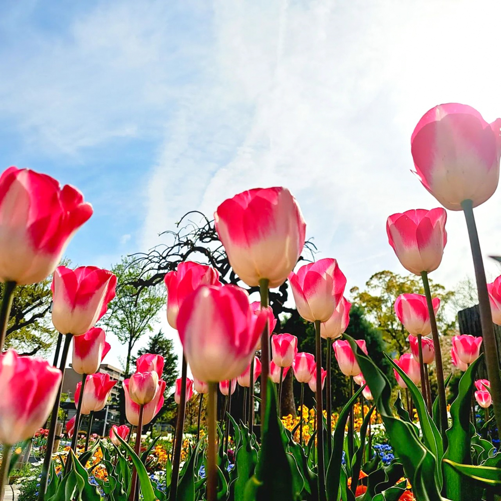 名城公園、チューリップ、4月の春の花、名古屋市北区の観光・撮影スポットの画像と写真"