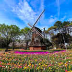 名城公園、チューリップ、4月の春の花、名古屋市北区の観光・撮影スポットの画像と写真"