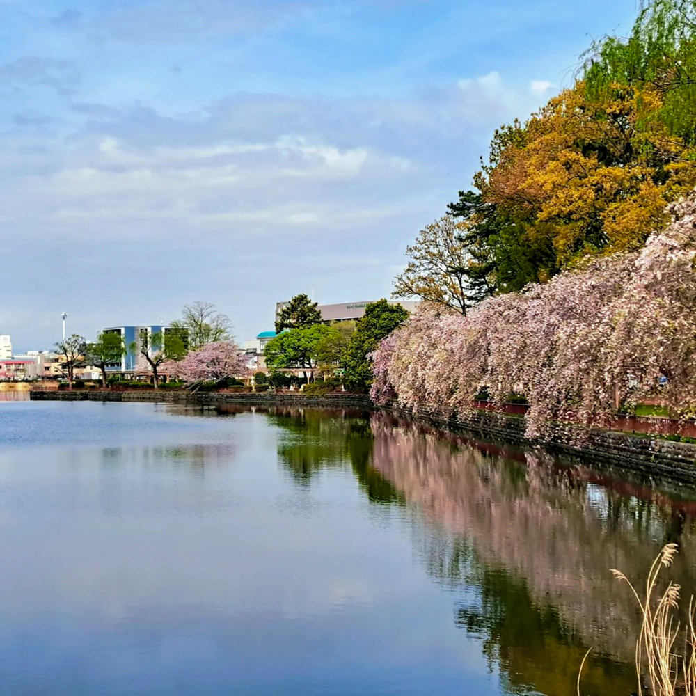 名城公園、4月の春の花、名古屋市北区の観光・撮影スポットの画像と写真"