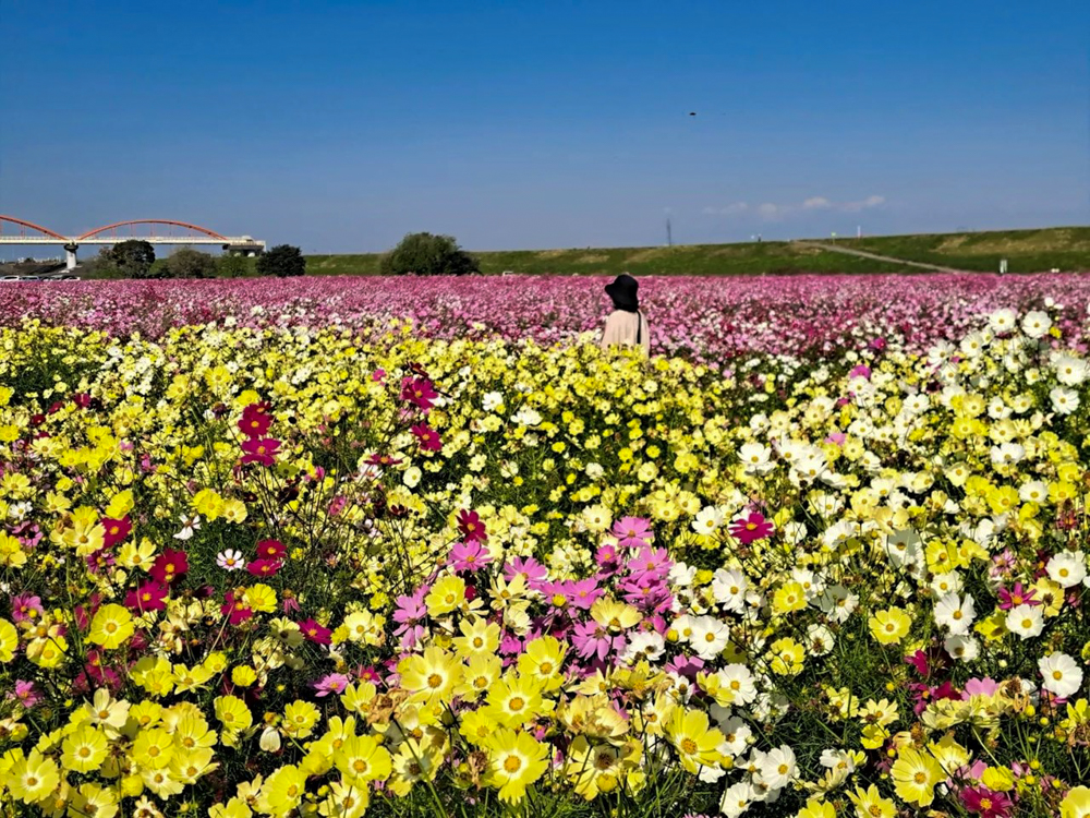 吹上コスモス畑  、10月の秋の花、埼玉県鴻巣市の観光・撮影スポットの画像と写真