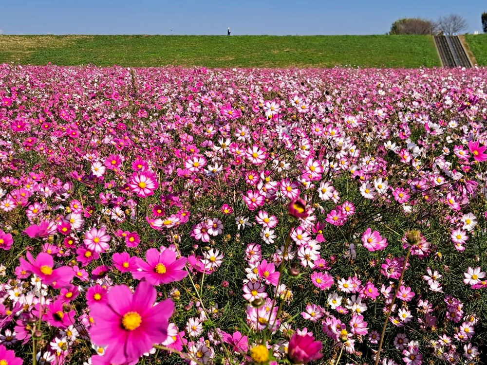 吹上コスモス畑 、10月の秋の花、埼玉県鴻巣市の観光・撮影スポットの画像と写真