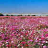 吹上コスモス畑 、10月の秋の花、埼玉県鴻巣市の観光・撮影スポットの画像と写真