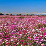 吹上コスモス畑 、10月の秋の花、埼玉県鴻巣市の観光・撮影スポットの画像と写真