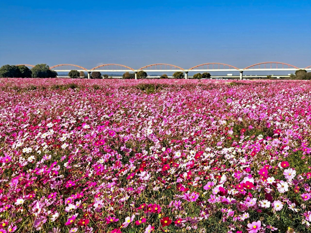 吹上コスモス畑 、10月の秋の花、埼玉県鴻巣市の観光・撮影スポットの画像と写真