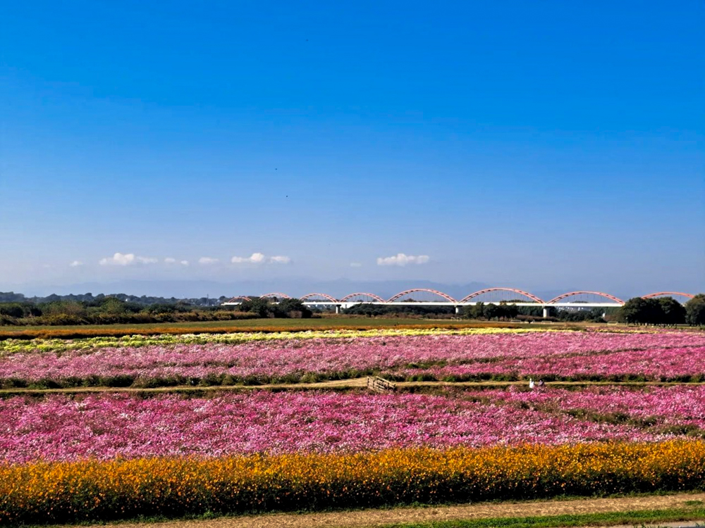 吹上コスモス畑 、10月の秋の花、埼玉県鴻巣市の観光・撮影スポットの画像と写真