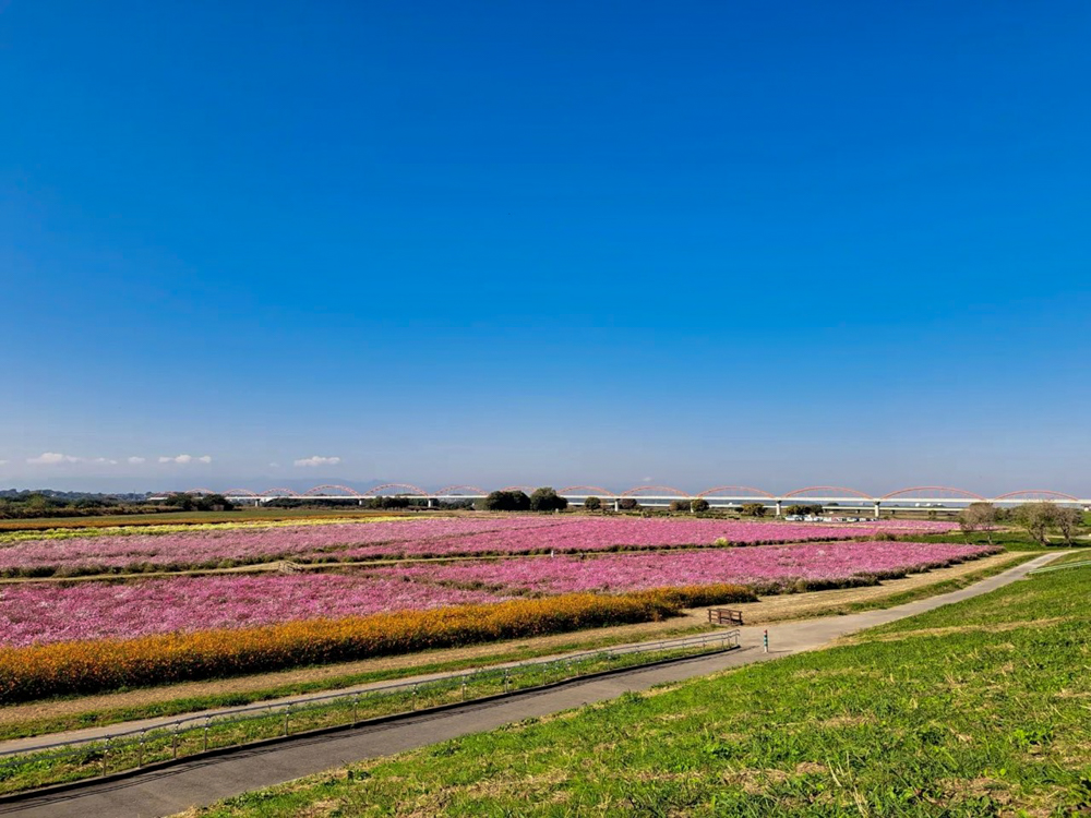 吹上コスモス畑 、10月の秋の花、埼玉県鴻巣市の観光・撮影スポットの画像と写真