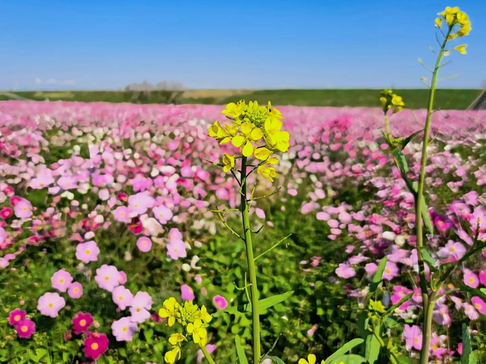 吹上コスモス畑 、10月の秋の花、埼玉県鴻巣市の観光・撮影スポットの画像と写真