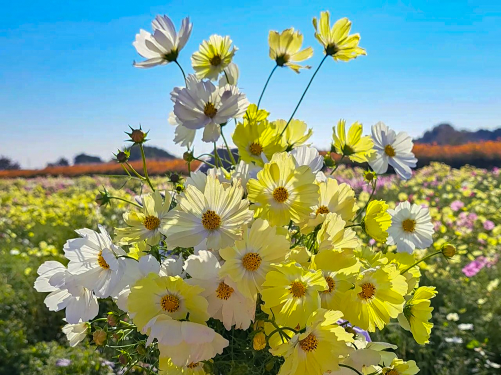 吹上コスモス畑 、10月の秋の花、埼玉県鴻巣市の観光・撮影スポットの画像と写真