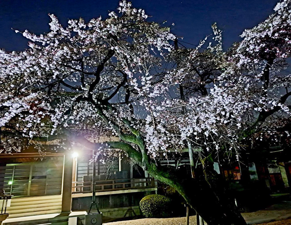 香積院、しだれ桜、ライトアップ、3月春の花、名古屋市昭和区の観光・撮影スポットの画像と写真