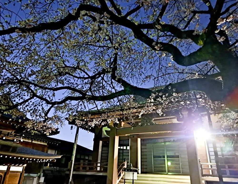 香積院、しだれ桜、ライトアップ、3月春の花、名古屋市昭和区の観光・撮影スポットの画像と写真